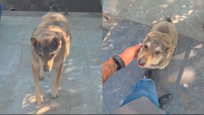 Stray Dog Reunited With Man After 5 Years