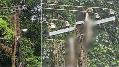 Python Found Dead on Electric Post