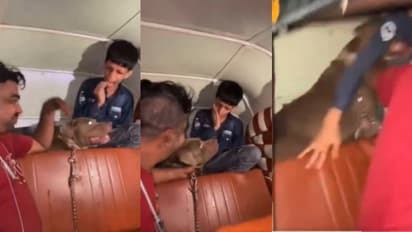 Pitbull attack on boy