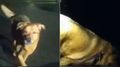 dog saves elderly woman life