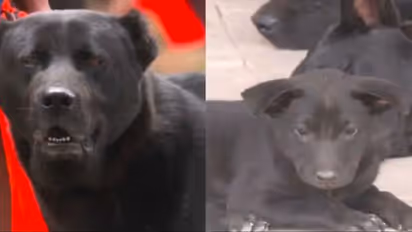 Manipurs Haofa Dog Breed