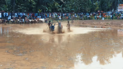 maramadi competition resumes in kothamangalam paingottoor after 43 years