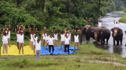 West Bengal yoga alongside elephants