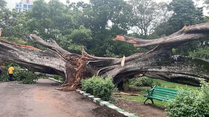 lalbagh tree collaps