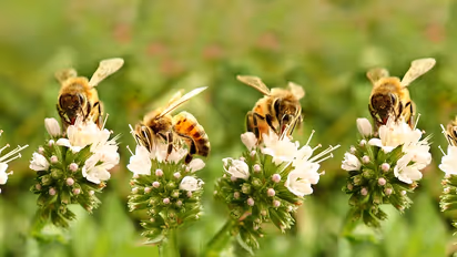 Bees