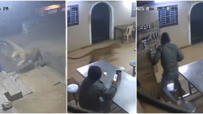 video of leopard inside canteen