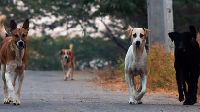 Woman Wants Rs 20 Lakh Compensation For Dog Bite