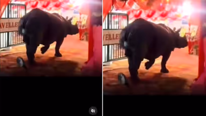 Rhino Crashes Wedding Reception