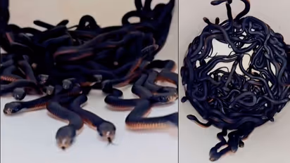 Aussie Snake Catchers Find 102 Venomous Snakes Slithering Around in Backyard!