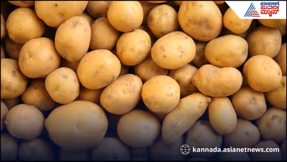 Potato