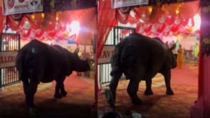 Rhino enters the wedding viral video