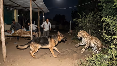 German Shepherd Takes On Leopard In Rajasthan Colony, Sends Big Cat Running Into Bushes