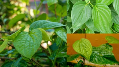 Tips to grow healthy betel leaf plant during rainy season