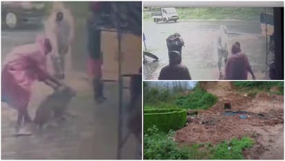 CCTV visuals capturing the killing of stray dogs