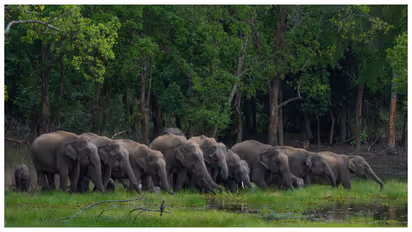 wild elephants