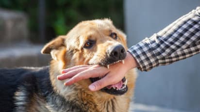 How to prevent harmful rabies after a dog bite naturally