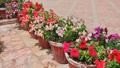 best flowers to grow in September for winter season