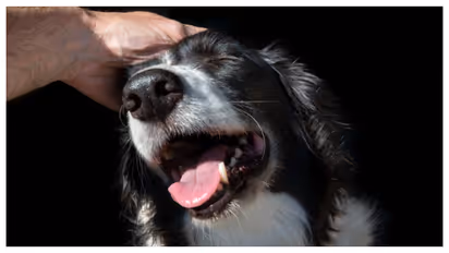 pets