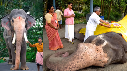 guruvayur devaswom elephant gokul dies