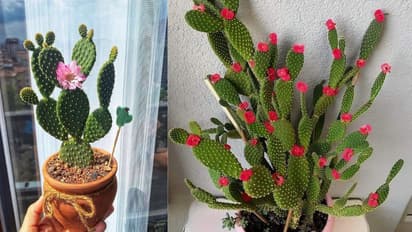 cactus indoor plants for home