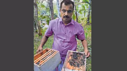 Honey bee farming destroyed
