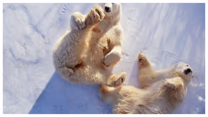 polar bear