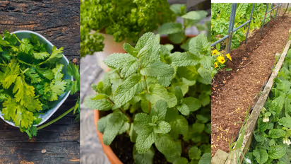 7 Simple Tricks for Faster Seed Germination and Healthy Seedlings