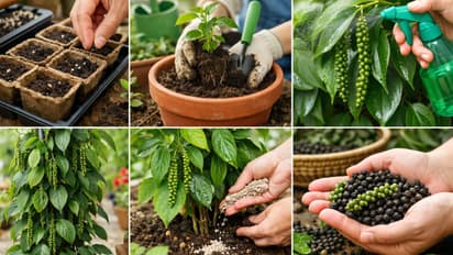 Black Paper Gardening
