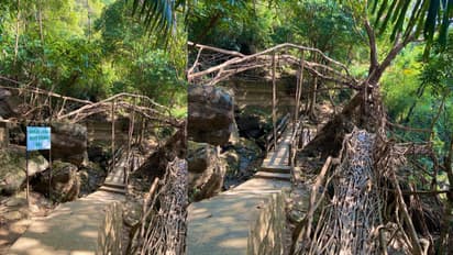 meghalaya living root bridge meghalaya living root bridge