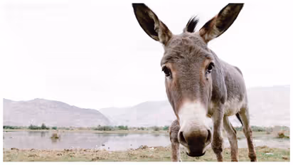 Gulab Jamun Donkey Feeding