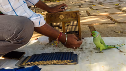 parrot astrology