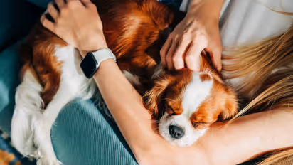 Pet Parenting Costs Go Viral, Internet Divided