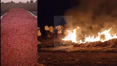 Chilli crop burnt by miscreants in Karnataka’s Raichur district