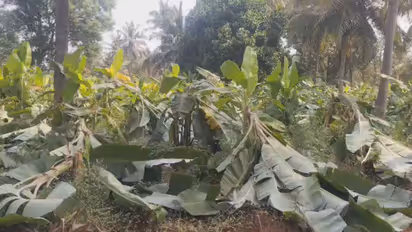 Banana plants