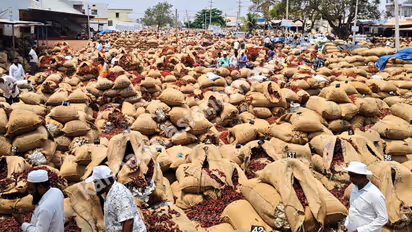 Haveri chilli arrivals fall as demand stays strong in markets