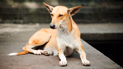 stray dog