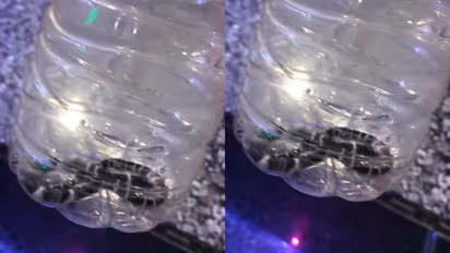 snake