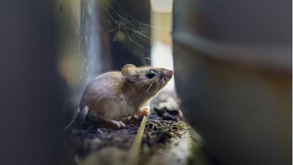 hantavirus