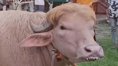Buffalo nicknamed Donald Trump