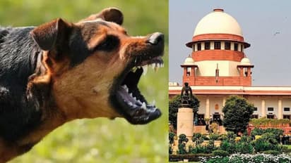 Supreme Court permits action against aggressive stray dogs