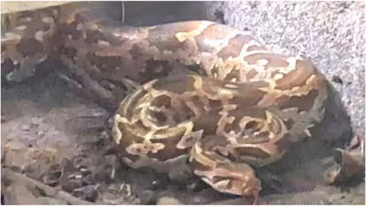 12 Foot Giant Python Captured From Duck Coop in Kerala Alappuzha