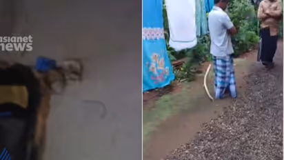 Venomous Snake Found Wrapped Around Sleeping Mans Leg in Kerala
