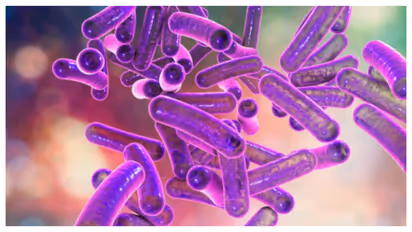 shigella