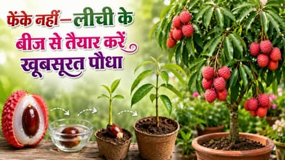Gardening Tips
