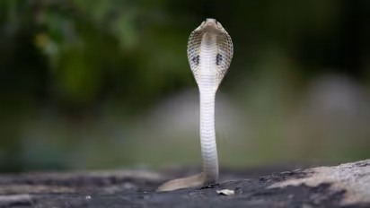 Is seeing a snake during the month of Shravan auspicious or inauspicious