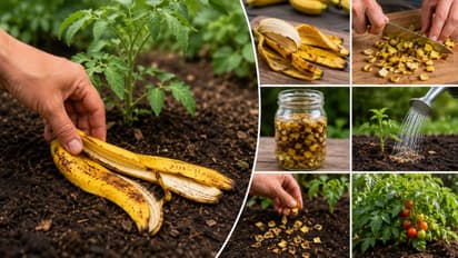 banana peel fertilizer