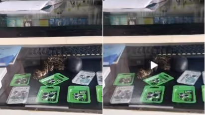 Python Found Coiled Inside Mobile Shop Display Case