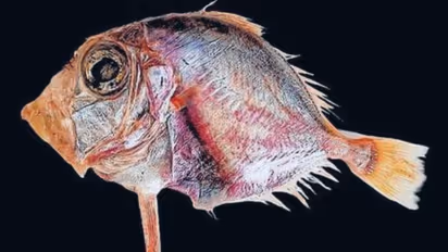 Indian Dory Fish