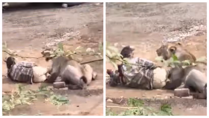 Lion attack Man