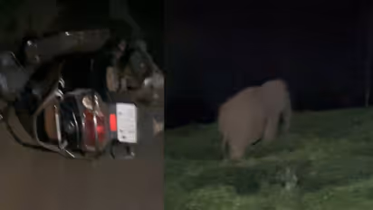 Journalist in Wayanad Has Narrow Escape from Wild Elephant